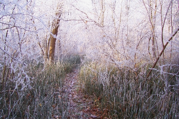 Bild 029.jpg - Der Gießenweg im Naturschutzgebiet Taubergießen beim Europa-Park Rust